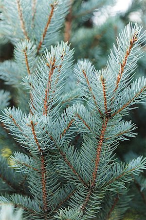 simsearch:400-07114074,k - blue spruce twigs close up, natural background for christmas Stock Photo - Budget Royalty-Free & Subscription, Code: 400-07115581