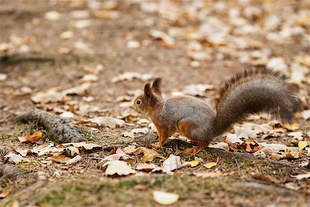 simsearch:400-08258875,k - small squirell in the park, autumn portrait Stock Photo - Budget Royalty-Free & Subscription, Code: 400-07115593