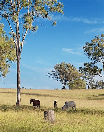 sherjaca (artist) - Australian rural landscape view of countryside eucalypt gum trees horse and cow in Australia Fotografie stock - Microstock e Abbonamento, Codice: 400-07115738