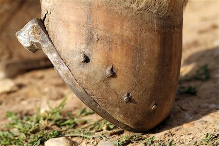 simsearch:400-08130471,k - close up of horseshoe mounted on the hoof Stock Photo - Budget Royalty-Free & Subscription, Code: 400-07115757