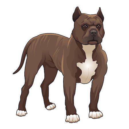 pit bull - Pitbull. Vector isolated dog. Stock Photo - Budget Royalty-Free & Subscription, Code: 400-07115751