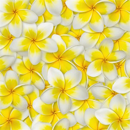 Frangipani flower yellow and white color for background Stock Photo - Budget Royalty-Free & Subscription, Code: 400-07115771