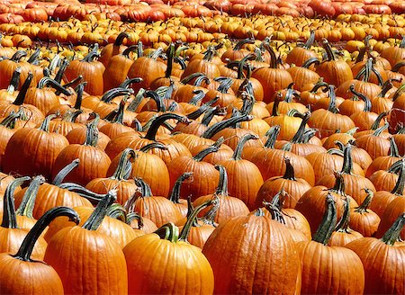 Rows of pumpkins for sale for the Halloween and Thanksgiving season. Stock Photo - Budget Royalty-Free & Subscription, Code: 400-07116455