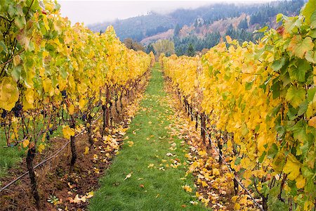 dundee - Rows of Grape Vines in Rolling Hills of Dundee Oregon with Morning Fog in Fall Season Photographie de stock - Aubaine LD & Abonnement, Code: 400-07116507