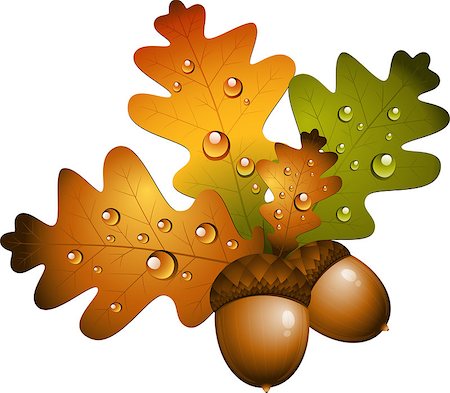 Oak branch with acorns. Vector Stock Photo - Budget Royalty-Free & Subscription, Code: 400-07116524