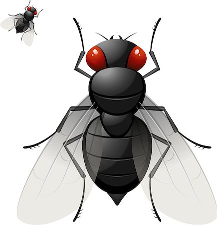 simsearch:400-06138663,k - Vtctor Housefly Stock Photo - Budget Royalty-Free & Subscription, Code: 400-07116538