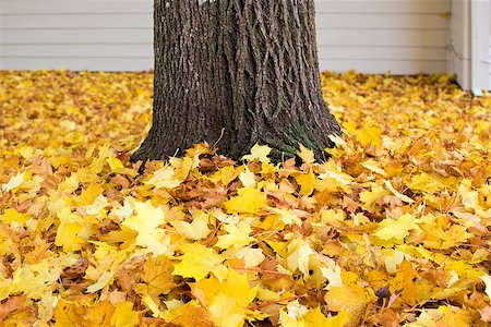 simsearch:400-07116597,k - Fallen Maple Tree Leaves by Tree Trunk Piled Up on Backyard Ground in Autumn Background Stock Photo - Budget Royalty-Free & Subscription, Code: 400-07116579