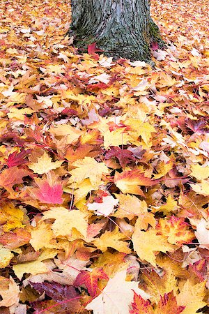 simsearch:400-07116597,k - Fallen Large Maple Tree Red and Yellow Leaves by Tree Trunk Piled Up on Backyard Ground in Autumn Background Stock Photo - Budget Royalty-Free & Subscription, Code: 400-07116580