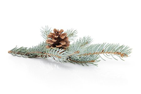 simsearch:400-07114074,k - blue spruce twig with cone, isolated on white background Stock Photo - Budget Royalty-Free & Subscription, Code: 400-07116667