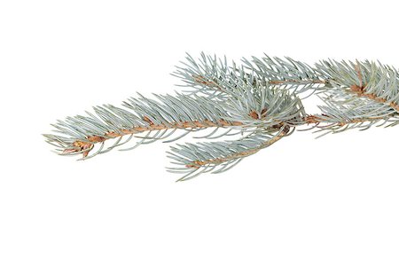 simsearch:400-07114074,k - blue spruce twig to hang something, on white background Stock Photo - Budget Royalty-Free & Subscription, Code: 400-07116680