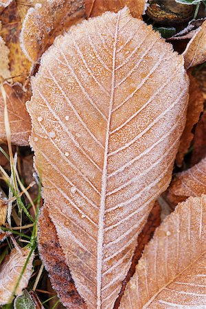 simsearch:400-03947729,k - close up photo of frosty chestnut leaves, chilling morning Photographie de stock - Aubaine LD & Abonnement, Code: 400-07116704