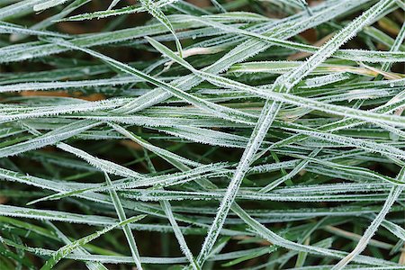 simsearch:400-03947729,k - close up photo of frosty morning grass, chilling morning Photographie de stock - Aubaine LD & Abonnement, Code: 400-07116706