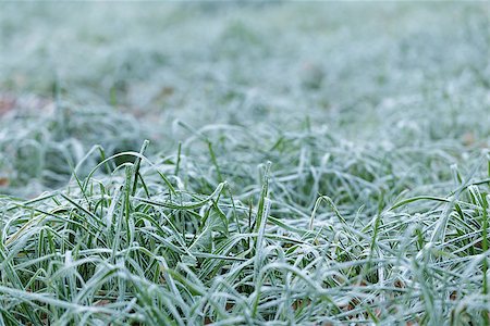 simsearch:400-03947729,k - close up photo of frosty morning grass, chilling morning Photographie de stock - Aubaine LD & Abonnement, Code: 400-07116702