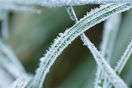 simsearch:400-03947729,k - close up photo of frosty morning grass, chilling morning Photographie de stock - Aubaine LD & Abonnement, Code: 400-07116703