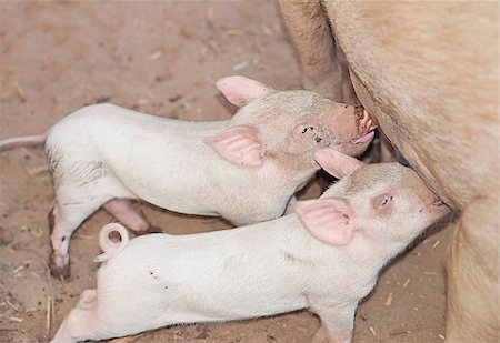 Two young suckling pigs sucking milk from mothers teats Stock Photo - Budget Royalty-Free & Subscription, Code: 400-07116721