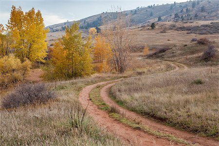 peuplier deltoïde - nostalgic autumn scenery - dirt road meandering through Colorado foothills with last foliage color near Fort Collins Photographie de stock - Aubaine LD & Abonnement, Code: 400-07116864