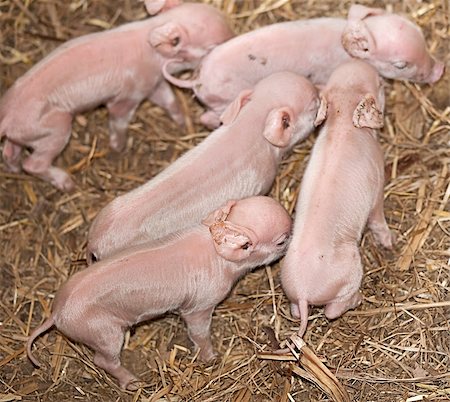 sherjaca (artist) - Five baby piglets newborn pigs live animals one day old on farm Fotografie stock - Microstock e Abbonamento, Codice: 400-07116962
