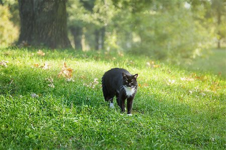 defensive posture - black and white cat in warning position, outdoor Photographie de stock - Aubaine LD & Abonnement, Code: 400-07116980