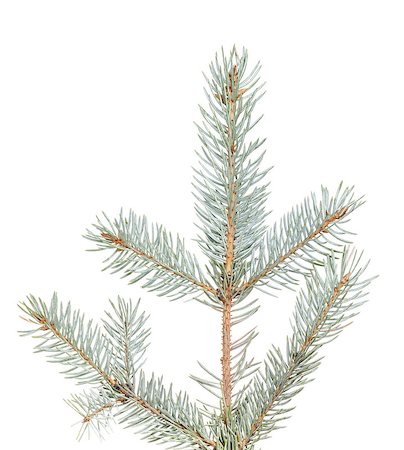 simsearch:400-07114074,k - blue spruce twig to hang something, on white background Stock Photo - Budget Royalty-Free & Subscription, Code: 400-07116994