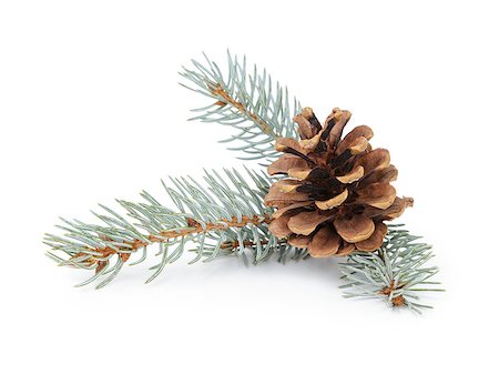 blue spruce twig with cone, isolated on white background Stock Photo - Budget Royalty-Free & Subscription, Code: 400-07116998