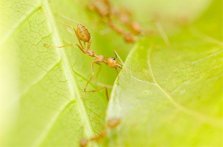 red ants teamwork on  leaf in the team concept Stock Photo - Budget Royalty-Free & Subscription, Code: 400-07117068