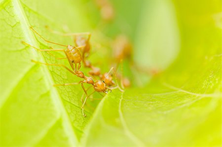 red ants teamwork on  leaf in the team concept Stock Photo - Budget Royalty-Free & Subscription, Code: 400-07117069