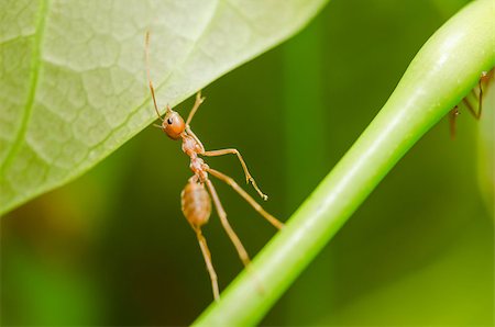 red ants teamwork on  leaf in the team concept Stock Photo - Budget Royalty-Free & Subscription, Code: 400-07117062