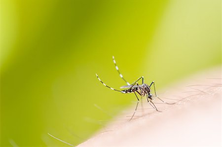 mosquito in nature or in the home , city Foto de stock - Royalty-Free Super Valor e Assinatura, Número: 400-07117077