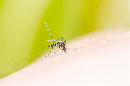 mosquito in nature or in the home , city Foto de stock - Royalty-Free Super Valor e Assinatura, Número: 400-07117078