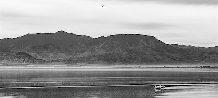 saltonsee - Two birds swimming peacefully on the Salton Sea, California Stockbilder - Microstock & Abonnement, Bildnummer: 400-07111328