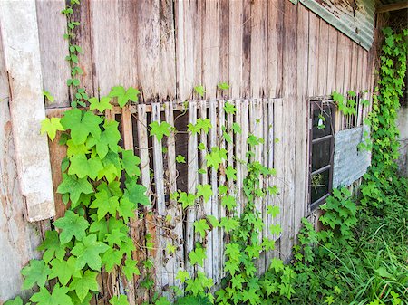 resoul13urn (artist) - Ivy on old wooden wall. Stock Photo - Budget Royalty-Free & Subscription, Code: 400-07111453