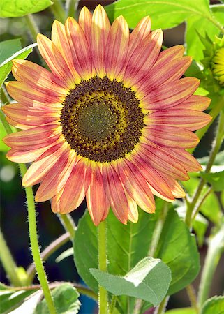 simsearch:400-06950874,k - Red sunflower shoot in garden Photographie de stock - Aubaine LD & Abonnement, Code: 400-07111494