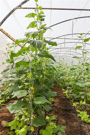 Pumpkin vines grow plants growing in a greenhouse Stockbilder - Microstock & Abonnement, Bildnummer: 400-07111586