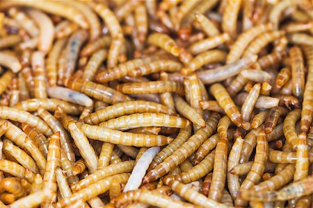 simsearch:400-04989239,k - Meal worms is the common name for the larvae of the beetle Tenebrio molitor. Fotografie stock - Microstock e Abbonamento, Codice: 400-07111594