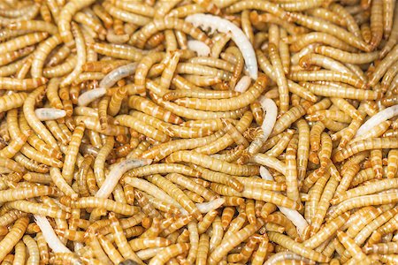 Meal worms is the common name for the larvae of the beetle Tenebrio molitor. Stock Photo - Budget Royalty-Free & Subscription, Code: 400-07111595