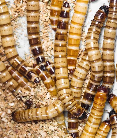 simsearch:400-04989239,k - Meal worms is the common name for the larvae of the beetle Tenebrio molitor. Fotografie stock - Microstock e Abbonamento, Codice: 400-07111596