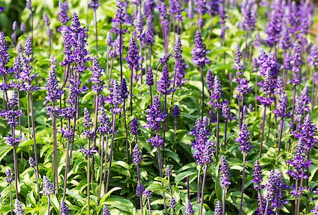 simsearch:400-07676525,k - Meadow with blooming Blue Salvia herbal flowers. Blue Salvia is plant in the mint family. Stockbilder - Microstock & Abonnement, Bildnummer: 400-07111590