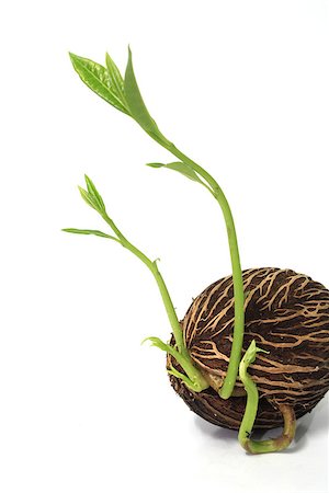 simsearch:400-07951597,k - Grow seed on white background Photographie de stock - Aubaine LD & Abonnement, Code: 400-07111668