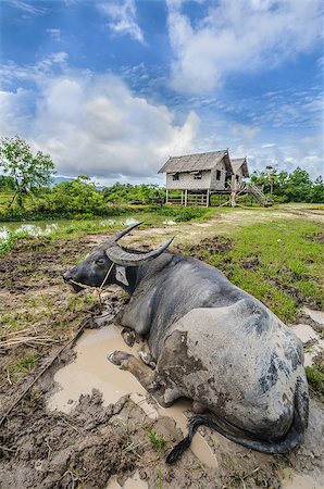 simsearch:400-07323527,k - Livestock farmer in Thailand or Asia. Animals are a major force in the rainy season. And abstain from the farm. I will let the mule live naturally as possible. Stock Photo - Budget Royalty-Free & Subscription, Code: 400-07111723