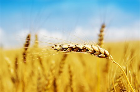 fields gold sunset - golden harvest close up Stock Photo - Budget Royalty-Free & Subscription, Code: 400-07112069