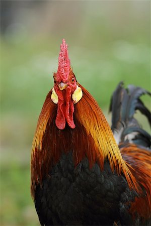 red bird feathers - portrait of colorful majestic rooster at the farm - this is the alpha male Stock Photo - Budget Royalty-Free & Subscription, Code: 400-07112312