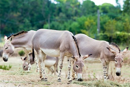 simsearch:400-05120007,k - somali wild ass group eating in nature Photographie de stock - Aubaine LD & Abonnement, Code: 400-07112625