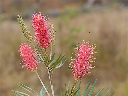 Spring flowers Australian native wildflowers Grevillea Coastal Sunset in bloom with native bees Stock Photo - Budget Royalty-Free & Subscription, Code: 400-07112638
