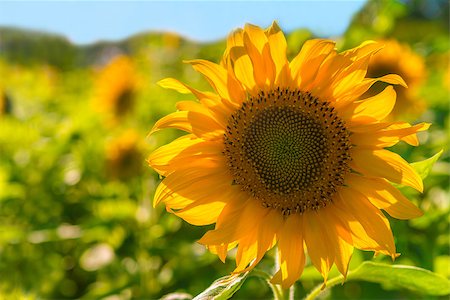simsearch:400-04742969,k - Close-up of sunflower  (Annapolis Valley, Nova Scotia, Canada) Stockbilder - Microstock & Abonnement, Bildnummer: 400-07112640