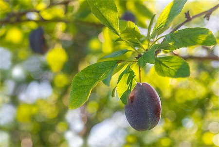 Plum on a branch  (Annapolis Valley, Nova Scotia, Canada) Stock Photo - Budget Royalty-Free & Subscription, Code: 400-07112641