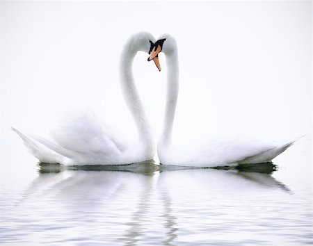 simsearch:400-04752767,k - Love Swans Photographie de stock - Aubaine LD & Abonnement, Code: 400-07112957