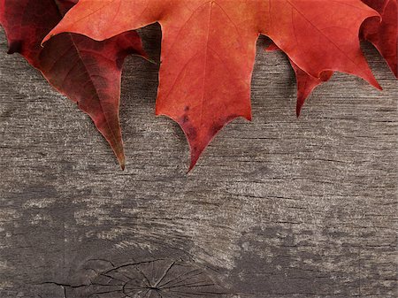 simsearch:400-07298791,k - autumn maple leaves on wood surface, horizontal Stockbilder - Microstock & Abonnement, Bildnummer: 400-07113010