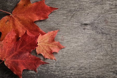 simsearch:400-07298791,k - autumn maple leaves on wood surface, horizontal Stockbilder - Microstock & Abonnement, Bildnummer: 400-07113011