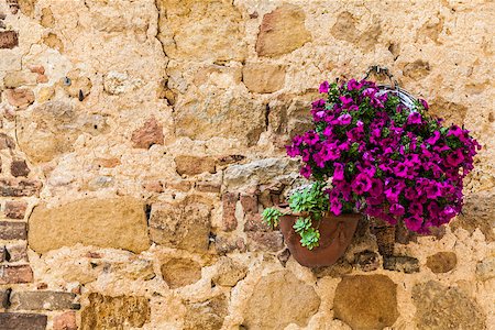 pienza - Pienza, Tuscany region, Italy. Old wall with flowers Foto de stock - Super Valor sin royalties y Suscripción, Código: 400-07113111