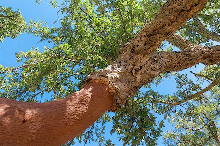 simsearch:400-04365263,k - Peeled cork oaks tree on blue sky background Stock Photo - Budget Royalty-Free & Subscription, Code: 400-07113267